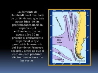 Puede desplazarse bien al sur,  afectando litoral de andes meridionales y septentrionales.