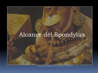  En esta época aumenta la presencia de Spondilus Princeps  frente a costas ecuatorianas .