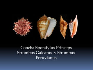 Concha Spondylus PrincepsStrombus Galeatus  y Strombus Peruvianus