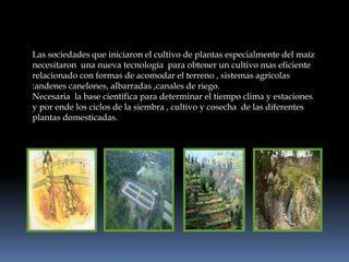 Las sociedades que iniciaron el cultivo de plantas especialmente del maíz necesitaron  una nueva tecnología  para obtener un cultivo mas eficiente relacionado con formas de acomodar el terreno , sistemas agrícolas :andenes canelones, albarradas ,canales de riego.Necesaria  la base científica para determinar el tiempo clima y estaciones  y por ende los ciclos de la siembra , cultivo y cosecha  de las diferentes plantas domesticadas.