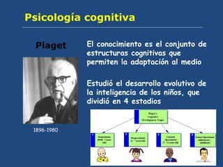 Psicología cognitiva El conocimiento es el conjunto de estructuras cognitivas que permiten la adaptación al medio Estudió el desarrollo evolutivo de la inteligencia de los niños, que dividió en 4 estadios Piaget 1896-1980 