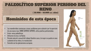 PALEOLÍTICO SUPERIOR PERIODO DEL
RENO
( 35.000 – 10.000 a.c. años)
Homínidos de esta época
• Los neandertales comienzan a tener problemas para subsistir por la aparición
de una nueva raza. HOMO SAPIENS SAPIENS, utiliza piedras pulimentadas.
• Arete: venus paleolíticas
• Utilizaron el arco y la flecha
• División natural o sexual del trabajo (hombre caza y la mujer se queda en casa
cuidando de los niños y la recolección)
• Coincide con las glaciaciones europeas.
 