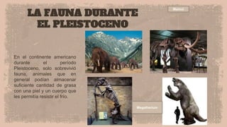 LA FAUNA DURANTE
EL PLEISTOCENO
En el continente americano
durante el período
Pleistoceno, solo sobrevivió
fauna, animales que en
general podían almacenar
suficiente cantidad de grasa
con una piel y un cuerpo que
les permitía resistir el frío.
Mamut
Megatherium
 