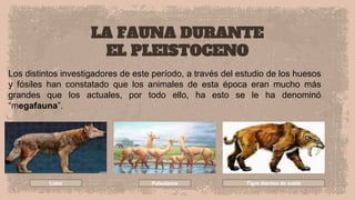 LA FAUNA DURANTE
EL PLEISTOCENO
Los distintos investigadores de este período, a través del estudio de los huesos
y fósiles han constatado que los animales de esta época eran mucho más
grandes que los actuales, por todo ello, ha esto se le ha denominó
“megafauna”.
Paleolama
Lobo Tigre dientes de sable
 