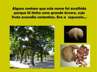 Alguns contam que este nome foi escolhido 
porque lá tinha uma grande árvore, cujo 
fruto escondia castanhas. Era a sapucaia... 
 
