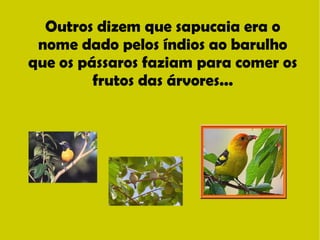 Outros dizem que sapucaia era o 
nome dado pelos índios ao barulho 
que os pássaros faziam para comer os 
frutos das árvores... 
 