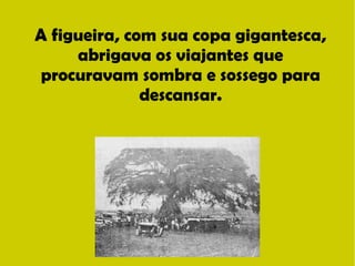 A figueira, com sua copa gigantesca, 
abrigava os viajantes que 
procuravam sombra e sossego para 
descansar. 
 