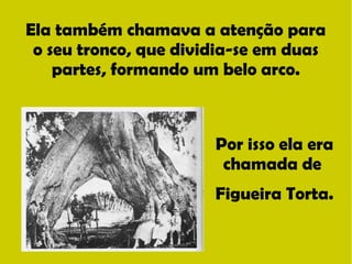 Ela também chamava a atenção para 
o seu tronco, que dividia-se em duas 
partes, formando um belo arco. 
Por isso ela era 
chamada de 
Figueira Torta. 
 