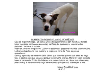 LA MASCOTA DE MIGUEL ÁNGEL RODRÍGUEZ Ésta es mi perra Chispa.  Es blanca y tiene los ojos marrones con manchas, de raza bóxer mezclada con hasqui, pequeñq y cariñosa. Le gusta correr y comerse los peluches.  No tiene ni un año. Nació en junio del año pasado. Cuando la sacamos a pasear la soltamos y corre mucho. Le tiramos la pelota, la va a buscar y la coge pero no la da. Poco a poco va aprendiendo. Es muy agresiva y se mete con otros perros que son más grandes que ellas. Yo hago todo lo posible para que se canse porque tiene mucha energía. Me la llevo con bicicleta hasta la panadería. El otro día bajamos una cuesta, fuimos tan rápido que mi perra no podía más y al frenar casi me caigo de la bicicleta y mi perra da vueltas por el aire. Miguel Ángel Rodríguez 1 ESO B 
