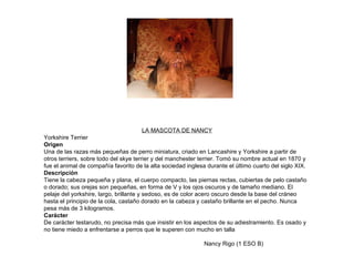 LA MASCOTA DE NANCY Yorkshire Terrier Origen Una de las razas más pequeñas de perro miniatura, criado en Lancashire y Yorkshire a partir de otros terriers, sobre todo del skye terrier y del manchester terrier. Tomó su nombre actual en 1870 y fue el animal de compañía favorito de la alta sociedad inglesa durante el último cuarto del siglo XIX.  Descripción Tiene la cabeza pequeña y plana, el cuerpo compacto, las piernas rectas, cubiertas de pelo castaño o dorado; sus orejas son pequeñas, en forma de V y los ojos oscuros y de tamaño mediano. El pelaje del yorkshire, largo, brillante y sedoso, es de color acero oscuro desde la base del cráneo hasta el principio de la cola, castaño dorado en la cabeza y castaño brillante en el pecho. Nunca pesa más de 3 kilogramos. Carácter De carácter testarudo, no precisa más que insistir en los aspectos de su adiestramiento. Es osado y no tiene miedo a enfrentarse a perros que le superen con mucho en talla Nancy Rigo (1 ESO B) 