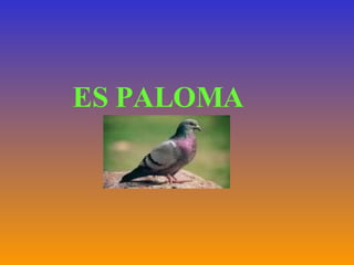ES PALOMA 
