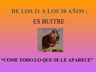 DE LOS 21 A LOS 30 AÑOS : ES BUITRE “ COME TODO LO QUE SE LE APARECE” 