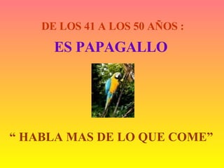 DE LOS 41 A LOS 50 AÑOS : ES PAPAGALLO “  HABLA MAS DE LO QUE COME” 