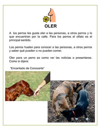 OLER
A los perros les gusta oler a las personas, a otros perros y lo
que encuentran por la calle. Para los perros el olfato es el
principal sentido.
Los perros huelen para conocer a las personas, a otros perros
y saber qué pueden o no pueden comer.
Oler para un perro es como ver las noticias o presentarse.
Como si dijera:
“Encantado de Conocerte”
 