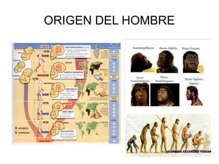 ORIGEN DEL HOMBRE
 