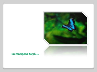 La mariposa huyó….