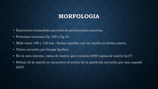 MORFOLOGIA
• Estructura icosaedrica provista de proyecciones externas.
• Proteinas externas Gp 120 y Gp 41.
• Mide entre 100 y 150 nm ; forma capsides con un núcleo en forma cónica.
• Virion envuelta por bicapa lipídica.
• En la cara interna, vaina de matriz que contiene 2000 copias de matriz (p17)
• Debajo de la matriz se encuentra el núcleo de la partícula envuelta por una capside
(p24)
 