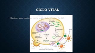 CICLO VITAL
• El primer paso comienza con la unión de la proteína Gp 120
 