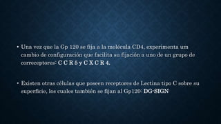 • Una vez que la Gp 120 se fija a la molécula CD4, experimenta um
cambio de configuración que facilita su fijación a uno de un grupo de
correceptores: C C R 5 y C X C R 4.
• Existen otras células que poseen receptores de Lectina tipo C sobre su
superficie, los cuales también se fijan al Gp120: DG-SIGN
 