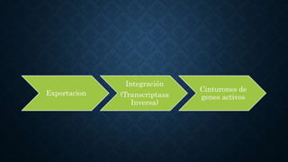 Exportacion
Integración
(Transcriptasa
Inversa)
Cinturones de
genes activos
 