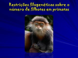 Restrições filogenéticas sobre o
número de filhotes em primatas

 