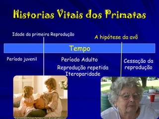 Historias Vitais dos Primatas
Idade da primeira Reprodução

A hipótese da avô

Tempo
Período juvenil

Período Adulto
Reprodução repetida
Iteroparidade

Cessação da
reprodução

 
