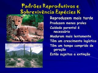 Padrões Reprodutivos e
Sobrevivência Espécies K
Reproduzem mais tarde
Produzem menos proles
Cuidado parental é
necessário
Maduram mais lentamente
Têm um crescimento logístico
Têm um tempo comprido de
geração
Estão sujeitas a extinção

 
