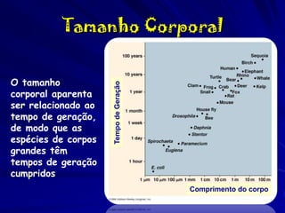 O tamanho
corporal aparenta
ser relacionado ao
tempo de geração,
de modo que as
espécies de corpos
grandes têm
tempos de geração
cumpridos

Tempo de Geração

Tamanho Corporal

Comprimento do corpo

 