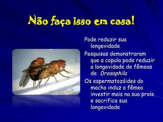 Não faça isso em casa!
Pode reduzir sua
longevidade
Pesquisas demonstraram
que a copula pode reduzir
a longevidade de fêmeas
de Drosophila
Os espermatozóides do
macho induz a fêmea
investir mais na sua prole
e sacrifica sua
longevidade

 