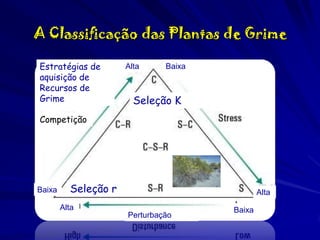 A Classificação das Plantas de Grime
Estratégias de
aquisição de
Recursos de
Grime

Alta

Baixa

Seleção K

Competição

Baixa

Seleção r

Alta

Alta
Perturbação

Baixa

 