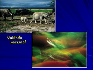 Cuidado
parental

 