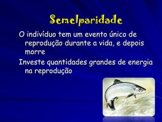 Semelparidade
O indivíduo tem um evento único de
reprodução durante a vida, e depois
morre
Investe quantidades grandes de energia
na reprodução

 