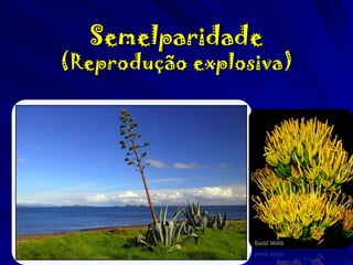 Semelparidade

(Reprodução explosiva)

 