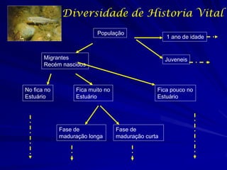 Diversidade de Historia Vital
População

1 ano de idade

Migrantes
Recém nascidos

No fica no
Estuário

Fica muito no
Estuário

Fase de
maduração longa

Juveneis

Fica pouco no
Estuário

Fase de
maduração curta

 