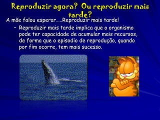 Reproduzir agora? Ou reproduzir mais
tarde?

A mãe falou esperar…..Reproduzir mais tarde!
– Reproduzir mais tarde implica que o organismo
pode ter capacidade de acumular mais recursos,
de forma que o episodio de reprodução, quando
por fim ocorre, tem mais sucesso.

 