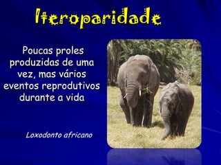 Iteroparidade
Poucas proles
produzidas de uma
vez, mas vários
eventos reprodutivos
durante a vida

Loxodonto africano

 