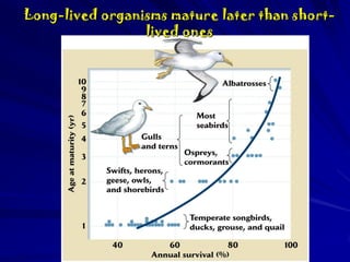 Long-lived organisms mature later than shortlived ones

 