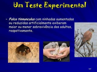Um Teste Experimental
– Falco tinnunculus com ninhadas aumentadas
ou reduzidas artificialmente exiberam
maior ou menor sobrevivência dos adultos,
respetivamente.

187

 