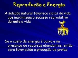 Reprodução e Energia
A seleção natural favorece ciclos de vida
que maximizam o sucesso reprodutivo
durante a vida

Se o custo de energia é baixo e na
presença de recursos abundantes, então
será favorecida a produção de proles

 