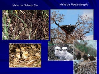 Ninho de Columba liva

Ninho de Harpia harpyja

 