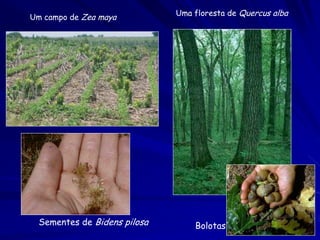 Um campo de Zea maya

Sementes de Bidens pilosa

Uma floresta de Quercus alba

Bolotas

 