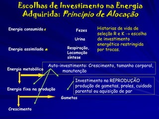 Escolhas de Investimento na Energia
Adquirida: Principio de Alocação
Energia consumida c

Fezes
Urina
Respiração,
Locomoção
síntese

Energia assimilada a

Energia metabólica

Auto-investimento: Crescimento, tamanho corporal,
manutenção

Energia fixa na produção

Investimento na REPRODUÇÃO:
produção de gametas, proles, cuidado
parental ou aquisição de par
Gametas

Crescimento

Historias de vida de
seleção R e K  escolha
de investimento
energético restringida
por trocas.

 