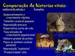 Comparação de historias vitais:
ambiente de seleção r

Exemplos:

Desenvolvimento e
crescimento rápidos
Tamanho corporal pequeno
Reprodução precoce
Expectativa curta de vida
Taxa elevada de
crescimento populacional
Número grande de proles
Pouco ou nenhum cuidado
parental
Reprodução “explosiva”
“Produtividade” alta

 