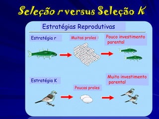 Seleção r versus Seleção K
Estratégias Reprodutivas
Estratégia r

Muitas proles

Estratégia K
Poucas proles

Pouco investimento
parental

Muito investimento
parental

 
