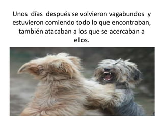 Unos días después se volvieron vagabundos y
estuvieron comiendo todo lo que encontraban,
también atacaban a los que se acercaban a
ellos.

 