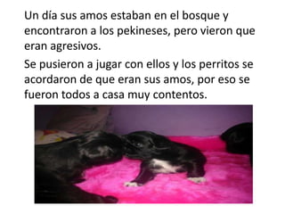 Un día sus amos estaban en el bosque y
encontraron a los pekineses, pero vieron que
eran agresivos.
Se pusieron a jugar con ellos y los perritos se
acordaron de que eran sus amos, por eso se
fueron todos a casa muy contentos.

 