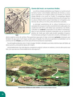26
Gente del maíz en nuestros Andes
Las últimas oleadas pobladoras que llegaron a nuestro actual
territorio, fueron comunidades sedentarias de timotos y cuicas
que se asentaron en la región andina: los timotos en el actual
estado Mérida y los cuicas en Trujillo. El antropólogo Miguel
Acosta Saignes y muchos estudiosos del tema, los vinculan con
la cultura chibcha (de la actual Colombia) en lo lingüístico, las
técnicas de cultivo, en el arte y otros elementos culturales.
La principal característica de la cultura timotocuica es su
avanzada técnica para el cultivo, excelentemente adecuada a las
condiciones del clima y del relieve que caracteriza a los Andes;
cultivaban en andenes construidos en las laderas montañosas,
para lo cual construían escalones sostenidos con un murito de
piedras, de modo que sobre cada escalón quedaba el espacio
horizontal para proteger el suelo de la erosión y fertilizaban con
Al fondo, terrazas cultivadas en los Andes merideños. Fuente: AtlasdeÁreasProtegidasdeVenezuela.
Andén
abono orgánico antes de sembrar. Para garantizar agua para el riego construían quinpúes: estanques que
llenaban de agua para nutrir largos canales para el regadío. Esa estructura agrícola la completaban con la
construcción de mitoyes, que servían para almacenar productos cosechados.
Sus principales productos eran el maíz y la papa. También cultivaban yuca dulce, distintos tipos de frijoles, ají
dulce y picante, y otras plantas típicas de la región.
Lamentablemente, hoy sólo algunos campesinos andinos cultivan en andenes, como lo demuestra esta
foto. ¿Por qué decimos“lamentablemente sólo algunos”?
 