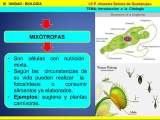 III UNIDAD : BIOLOGÍA
TEMA: Introducción a la Citología
I.E.P «Nuestra Señora de Guadalupe»
MIXÓTROFAS
- Son células con nutrición
mixta.
- Según las circunstancias de
su vida pueden realizar la
fotosíntesis o consumir
alimentos ya elaborados.
- Ejemplos: euglena y plantas
carnívoras.
 