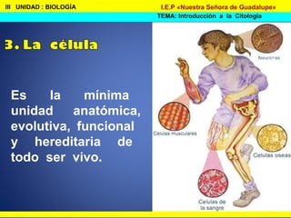 III UNIDAD : BIOLOGÍA
TEMA: Introducción a la Citología
I.E.P «Nuestra Señora de Guadalupe»
Es la mínima
unidad anatómica,
evolutiva, funcional
y hereditaria de
todo ser vivo.
 