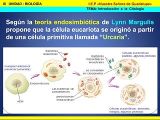 III UNIDAD : BIOLOGÍA
TEMA: Introducción a la Citología
I.E.P «Nuestra Señora de Guadalupe»
Según la teoría endosimbiótica de Lynn Margulis
propone que la célula eucariota se originó a partir
de una célula primitiva llamada “Urcaria”.
 